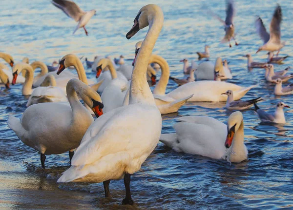 Güzel kuğu ve mavi denizde martılar