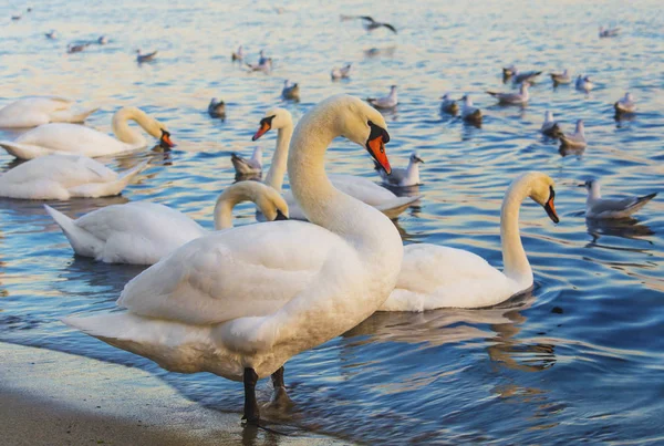 Güzel kuğu ve mavi denizde martılar