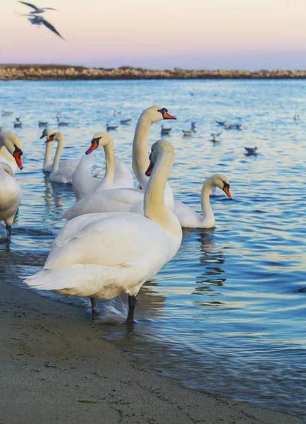 Beautiful Swans Seagulls Blue Sea Royalty Free Stock Photos