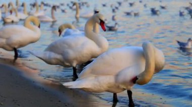Güzel kuğu ve mavi denizde martılar