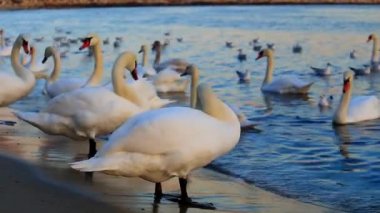 Güzel kuğu ve mavi denizde martılar