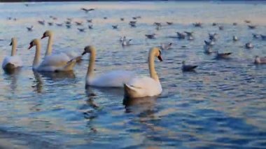 Güzel kuğu ve mavi denizde martılar