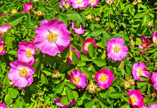 Piękne Kwitnące Kwiaty Ogrodzie — Zdjęcie stockowe