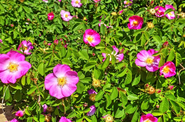 Flores Florecientes Hermosas Jardín — Foto de Stock