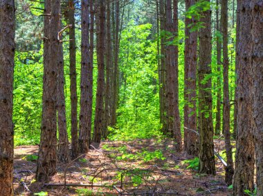Taze yeşil ormanda güzel manzara