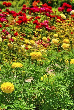 Botanik bahçesinde çiçek açan çiçekler ile güzel bir görünüm