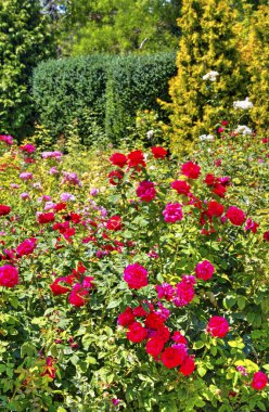 Botanik bahçesinde çiçek açan çiçekler ile güzel bir görünüm