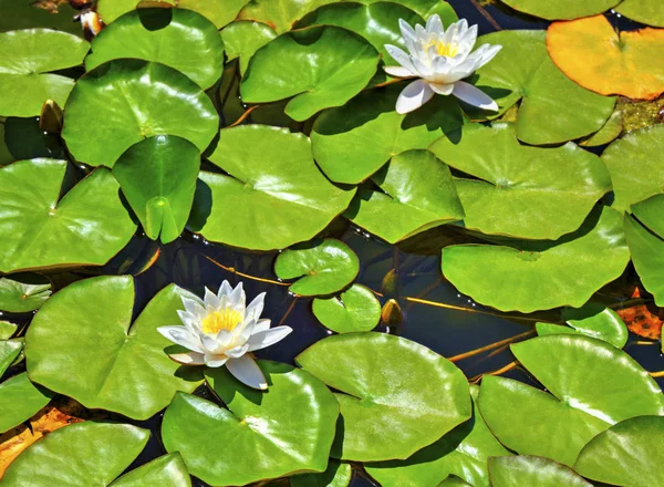 Beautiful View Water Lily Lake — Stock Photo, Image