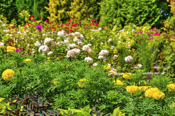 Bella Vista Con Fiori Fiore Nel Giardino Botanico — Foto Stock