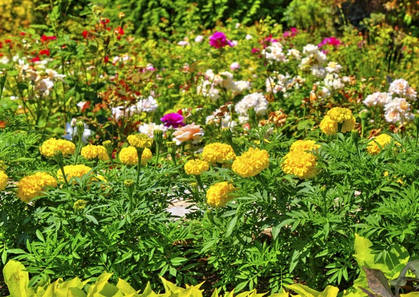 Piękny Widok Kwitnącymi Kwiatami Ogrodzie Botanicznym — Zdjęcie stockowe