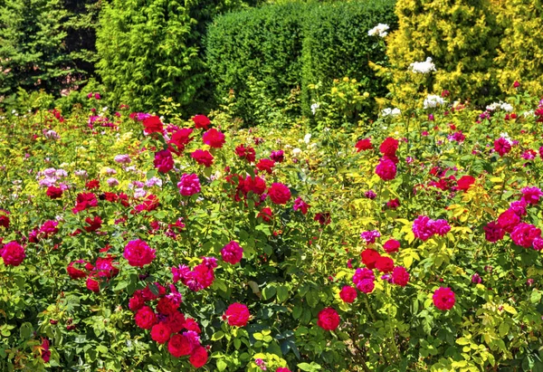 Krásný Výhled Kvetoucí Květy Botanické Zahradě — Stock fotografie