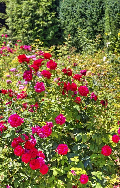 Hermosa Vista Con Flores Flor Jardín Botánico — Foto de Stock