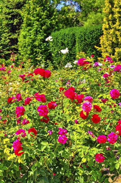 Beautiful View Blooming Flowers Botanical Garden — Stock Photo, Image