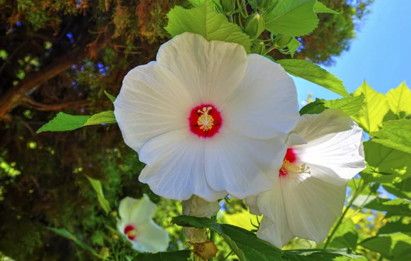 Вид Цветущие Цветы Ботаническом Саду Крупным Планом — стоковое фото