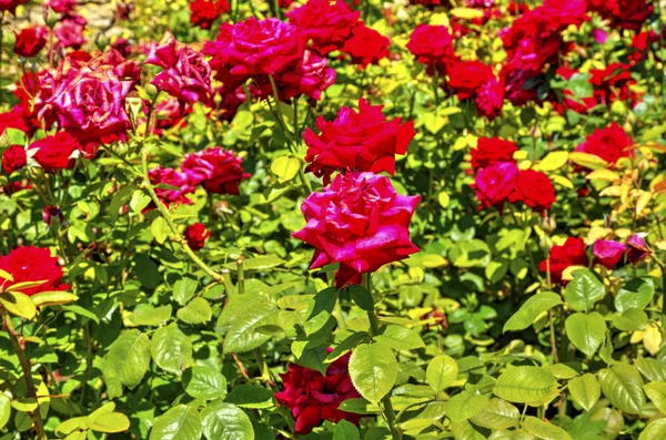Schöne Aussicht Mit Blühenden Blumen Botanischen Garten — Stockfoto