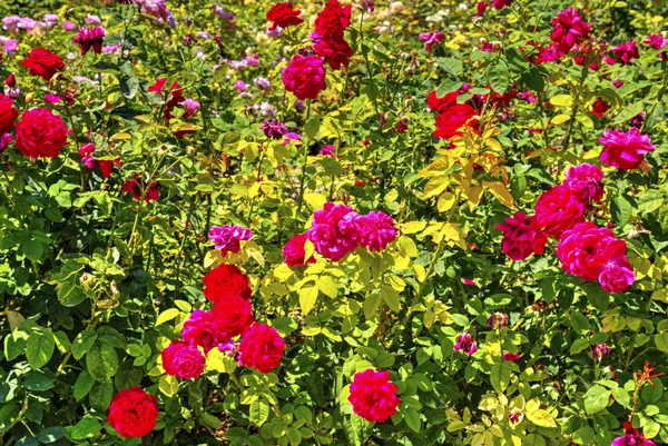 Hermosa Vista Con Flores Flor Jardín Botánico — Foto de Stock