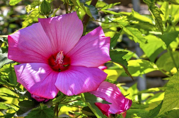 Bela Vista Com Flores Florescentes Jardim Botânico Close — Fotografia de Stock