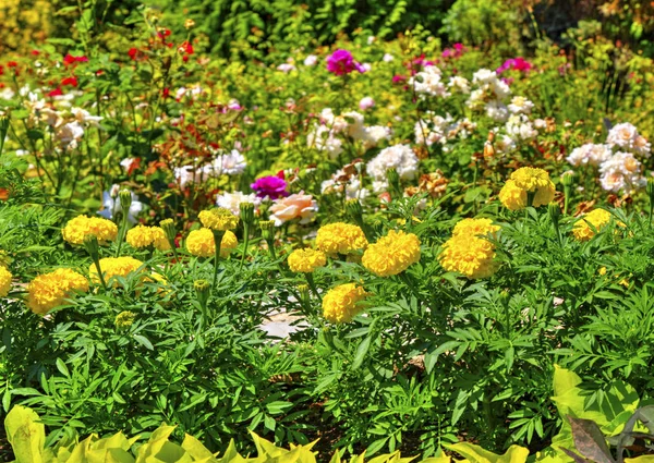 Vacker Utsikt Med Blommande Blommor Botaniska Trädgården Stockfoto
