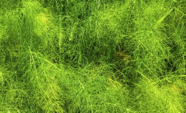 Güzel çiçek arka plan görünümü kadar yakın