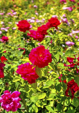 Botanik bahçesinde çiçek açan çiçekler ile güzel bir görünüm