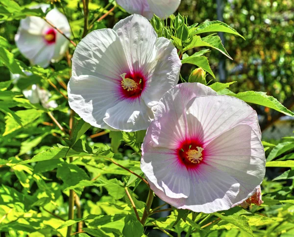 Bela Vista Com Flores Florescentes Jardim Botânico Close — Fotografia de Stock