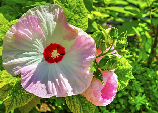 Hermosa Vista Con Flores Flor Jardín Botánico Cerca — Foto de Stock