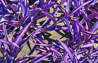 Güzel çiçek arka plan görünümü kadar yakın