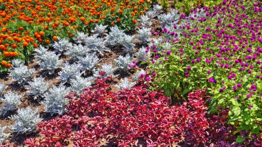 Botanik bahçesinde çiçek açan çiçekler ile güzel bir görünüm