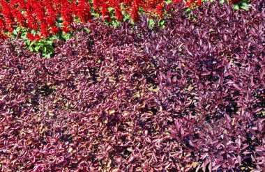 Botanik bahçesinde çiçek açan çiçekler ile güzel bir görünüm