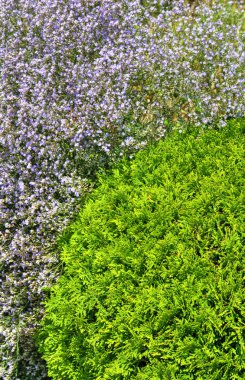 Botanik bahçesinde çiçek açan çiçekler ile güzel bir görünüm