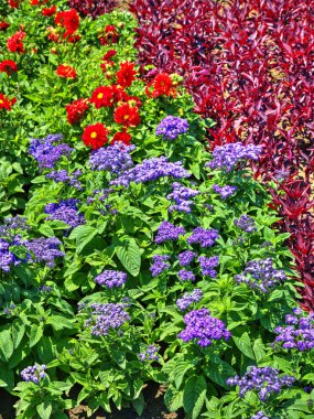 Botanik bahçesinde çiçek açan çiçekler ile güzel bir görünüm
