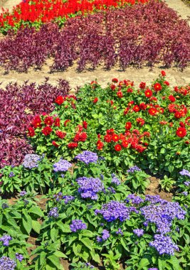 Botanik bahçesinde çiçek açan çiçekler ile güzel bir görünüm