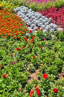 Botanik bahçesinde çiçek açan çiçekler ile güzel bir görünüm