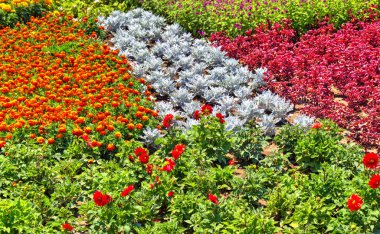 Botanik bahçesinde çiçek açan çiçekler ile güzel bir görünüm