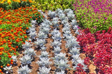 Botanik bahçesinde çiçek açan çiçekler ile güzel bir görünüm