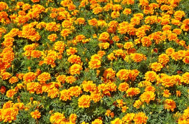 Botanik bahçesinde çiçek açan çiçekler ile güzel bir görünüm