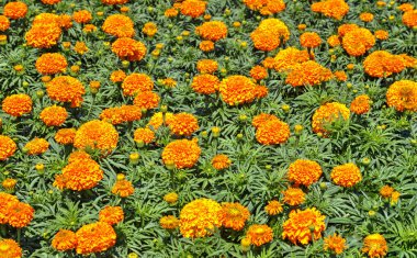 Botanik bahçesinde çiçek açan çiçekler ile güzel bir görünüm