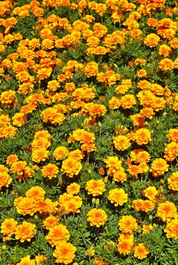 Botanik bahçesinde çiçek açan çiçekler ile güzel bir görünüm