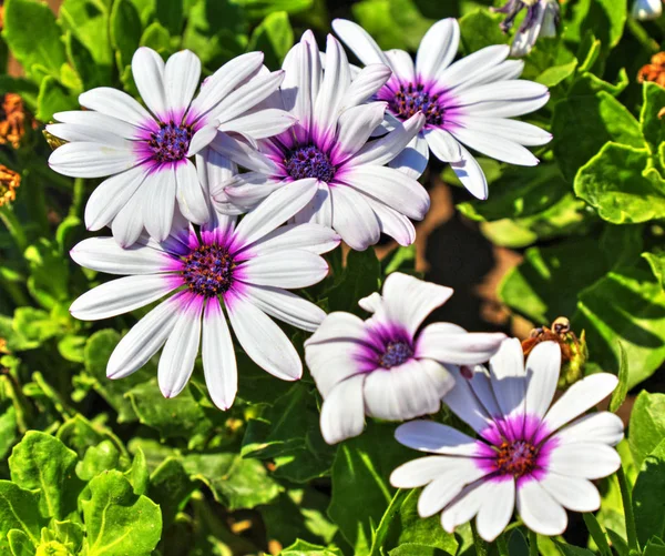 Schöne Aussicht Mit Blühenden Blumen Botanischen Garten — Stockfoto