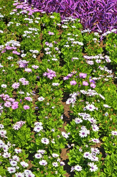 Hermosa Vista Con Flores Flor Jardín Botánico — Foto de Stock