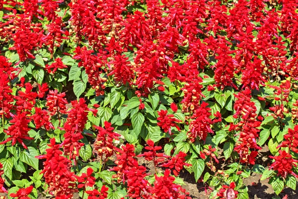 Beautiful View Blooming Flowers Botanical Garden — Stock Photo, Image