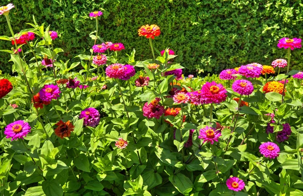 Hermosa Vista Con Flores Flor Jardín Botánico — Foto de Stock