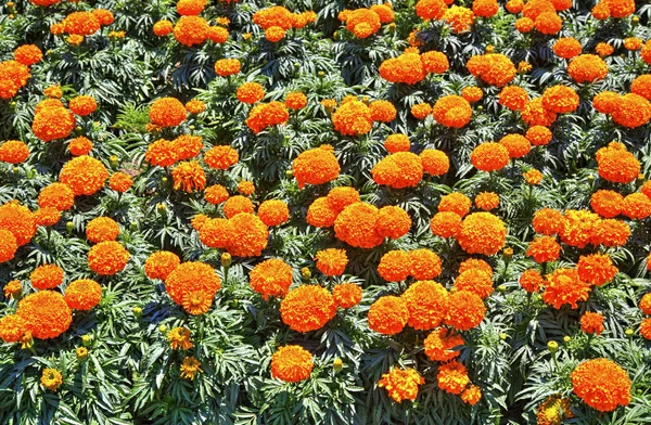 Hermosa Vista Con Flores Flor Jardín Botánico — Foto de Stock