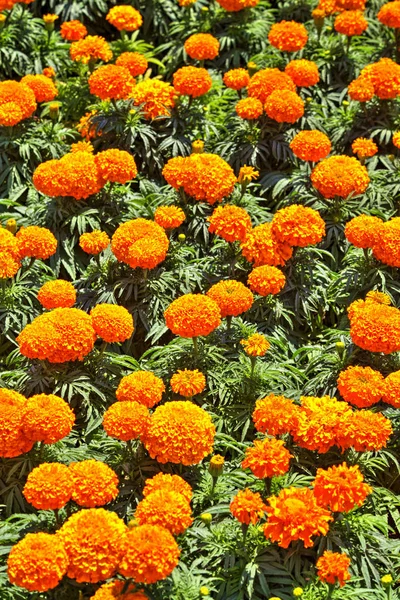 Hermosa Vista Con Flores Flor Jardín Botánico — Foto de Stock