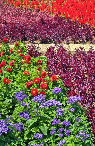 Beautiful View Blooming Flowers Botanical Garden — Stock Photo, Image