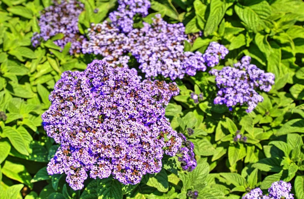 Piękny Widok Kwitnącymi Kwiatami Ogrodzie Botanicznym — Zdjęcie stockowe