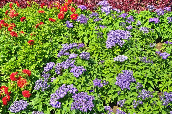 Hermosa Vista Con Flores Flor Jardín Botánico — Foto de Stock