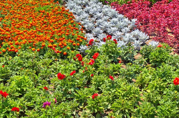 Piękny Widok Kwitnącymi Kwiatami Ogrodzie Botanicznym — Zdjęcie stockowe