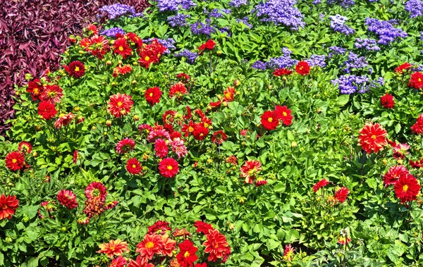 Piękny Widok Kwitnącymi Kwiatami Ogrodzie Botanicznym — Zdjęcie stockowe