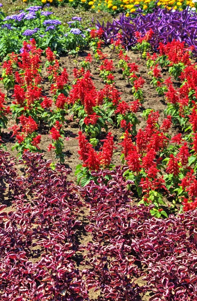 Beautiful View Blooming Flowers Botanical Garden — Stock Photo, Image